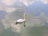 "Brzydkie" Kaczątko