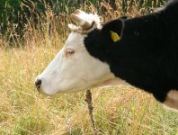 krówka która się nazywa "mrówka"