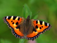 spływy kajakowe  - krutynia-motyle