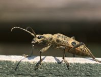 spływy kajakowe  - krutynia-owady