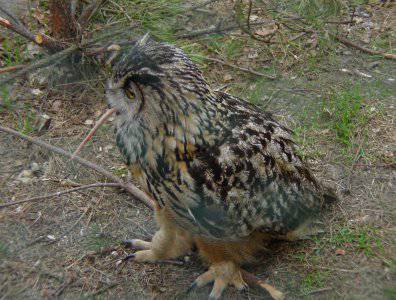 spływy kajakowe  - splyw-krutynia-majowy-weekend-2006