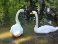 spływy kajakowe  - krutynia-18-25-08-2008