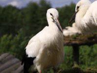 Park Leniwych Zwierząt:)