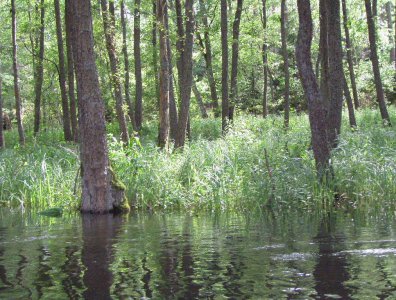 spływy kajakowe  - wda-22-07-29-07-2007